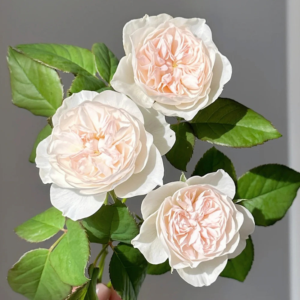 Queen of the Elves Japanese Florist Shrub Rose