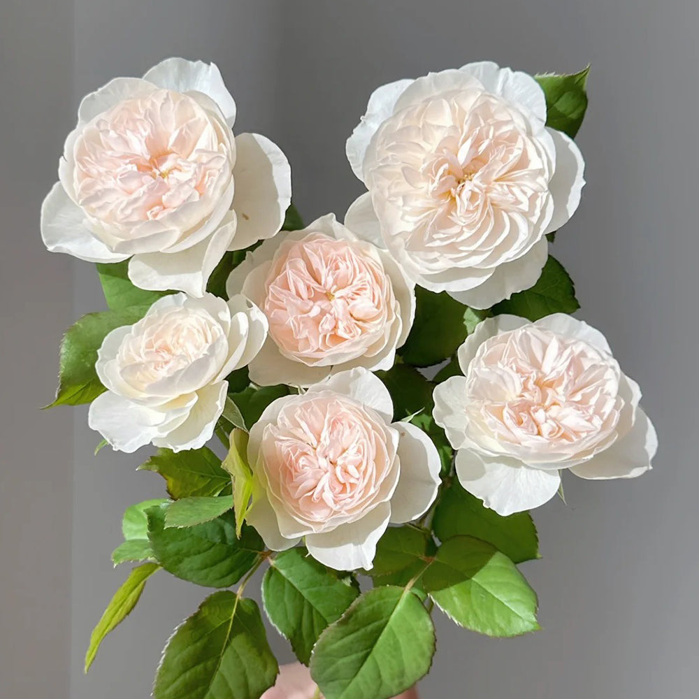 Queen of the Elves Japanese Florist Shrub Rose