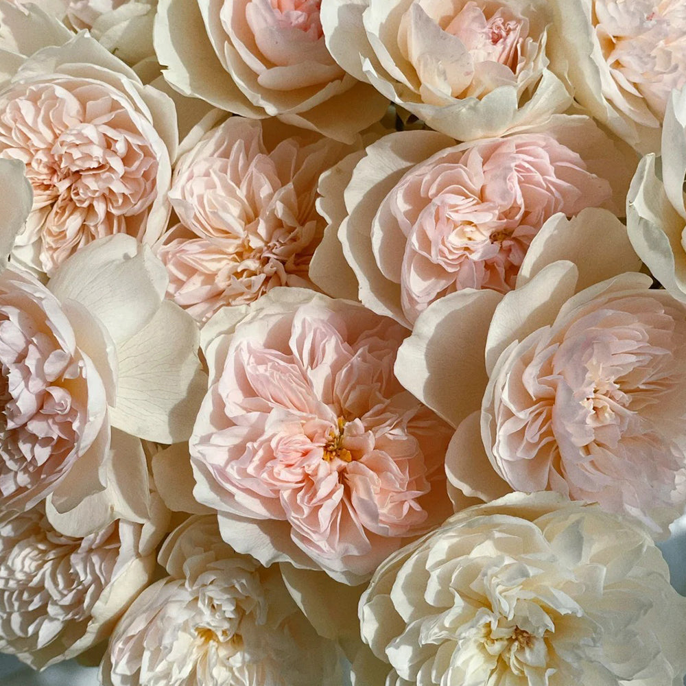 Queen of the Elves Japanese Florist Shrub Rose