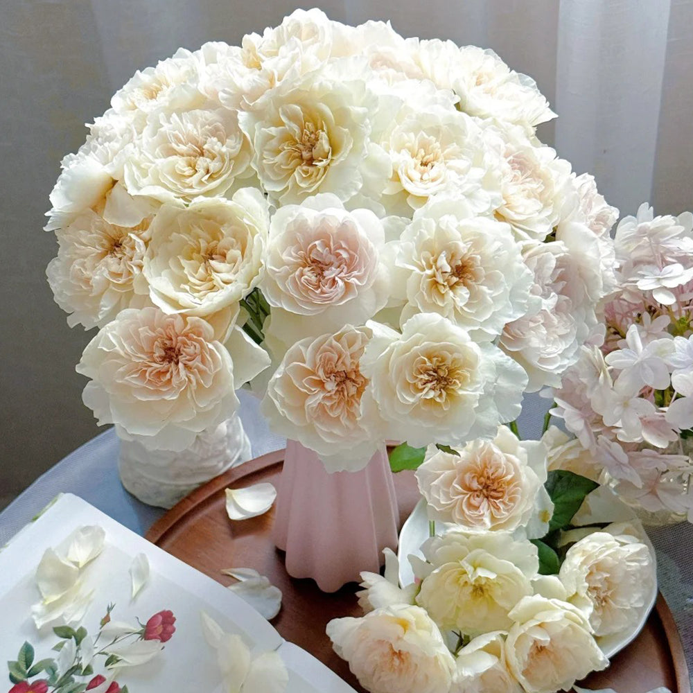 Queen of the Elves Japanese Florist Shrub Rose