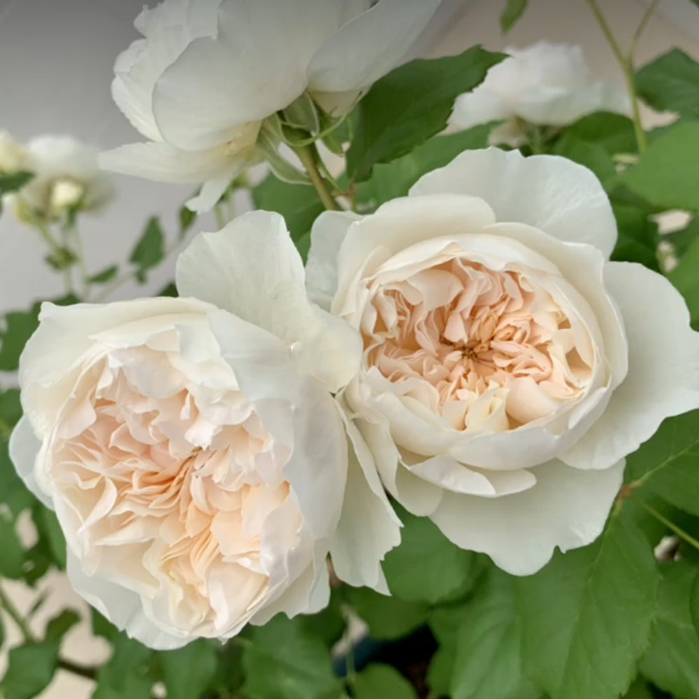 Queen of the Elves Japanese Florist Shrub Rose