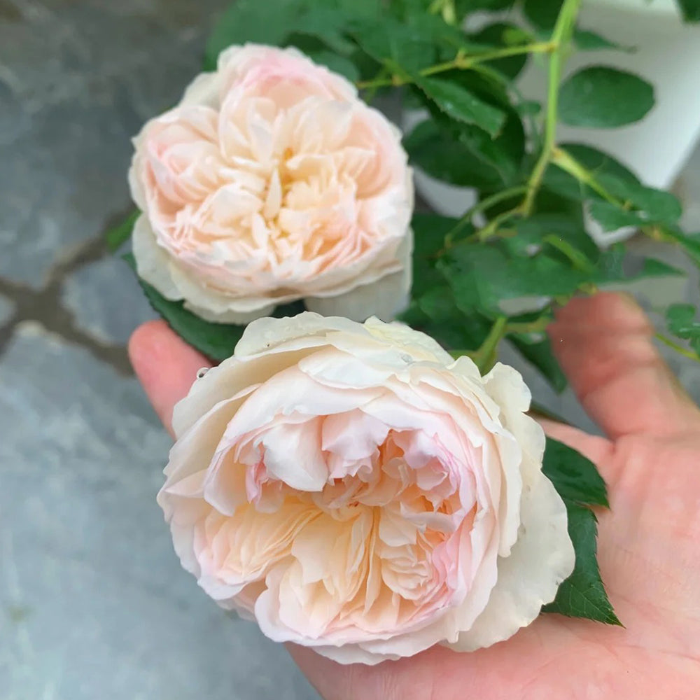 Queen of the Elves Japanese Florist Shrub Rose