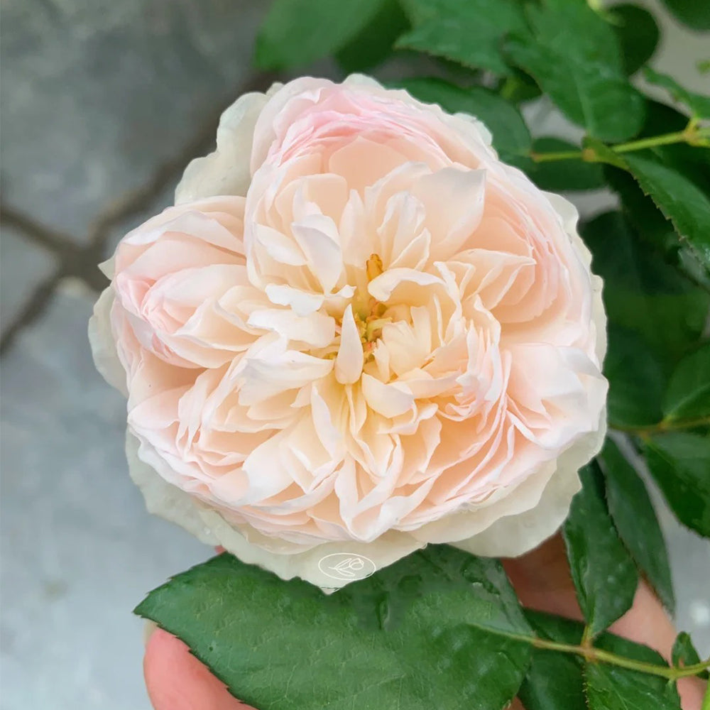 Queen of the Elves Japanese Florist Shrub Rose