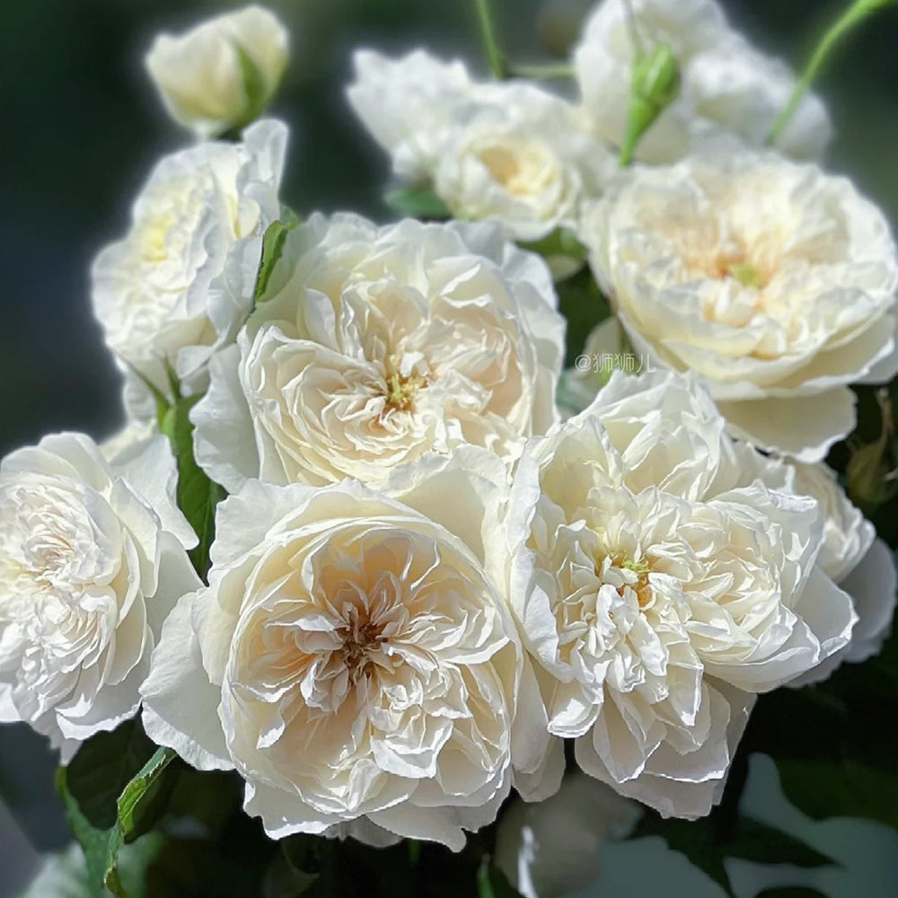 Queen of the Elves Japanese Florist Shrub Rose