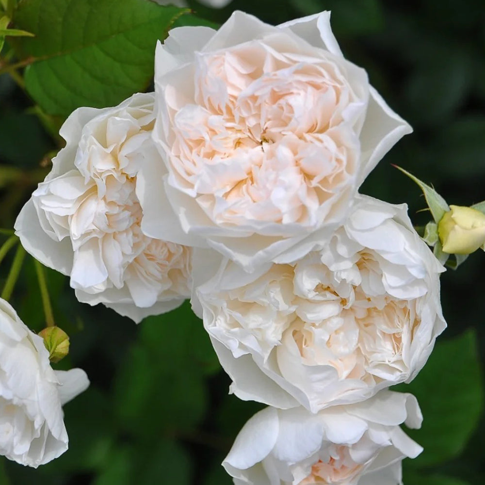 Queen of the Elves Japanese Florist Shrub Rose
