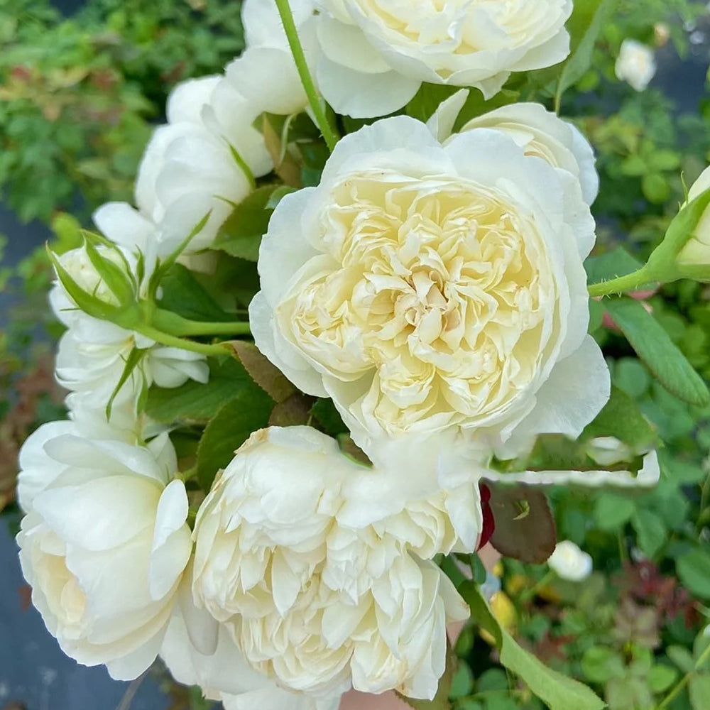 Queen of the Elves Japanese Florist Shrub Rose