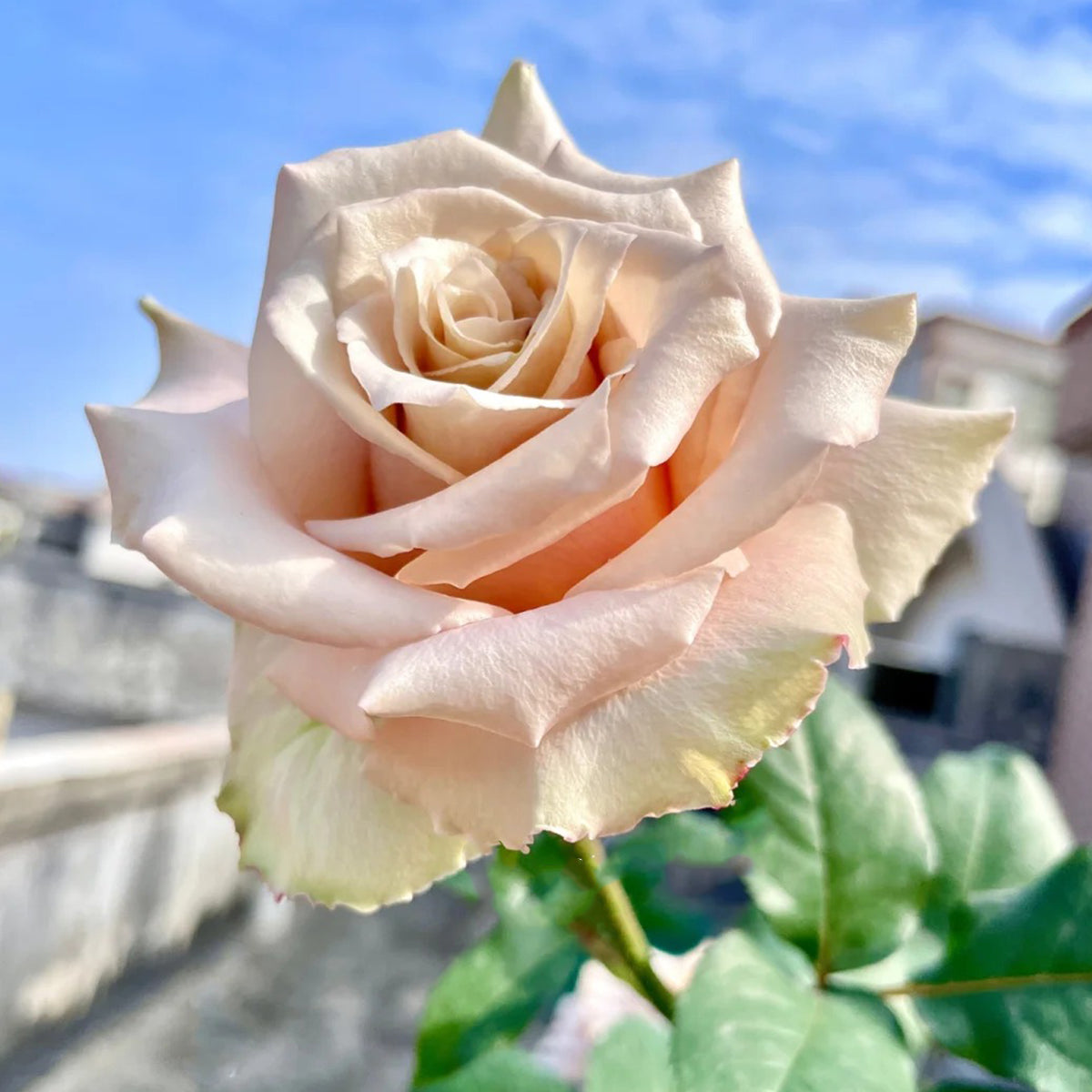 Dutch Florist Shrub Rose Inspired by Quicksand