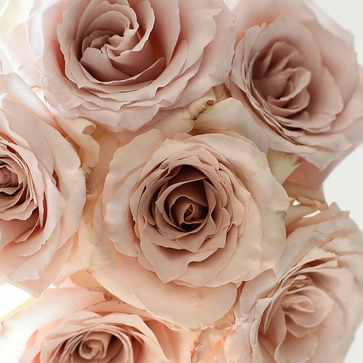 Dutch Florist Shrub Rose Inspired by Quicksand