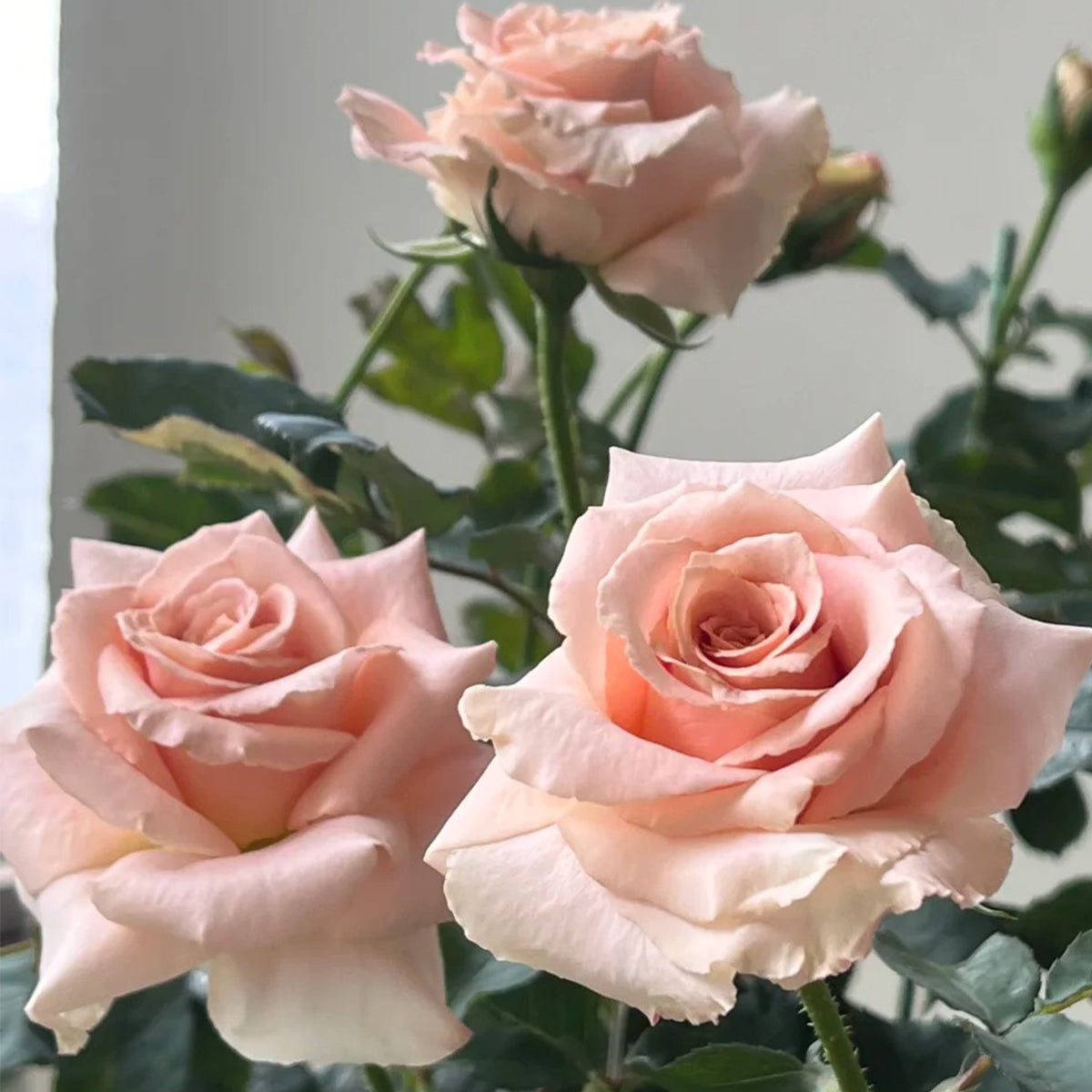 Dutch Florist Shrub Rose Inspired by Quicksand