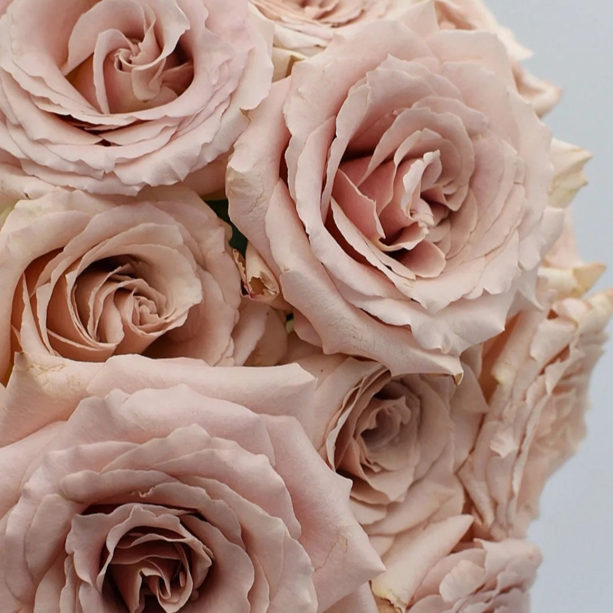Dutch Florist Shrub Rose Inspired by Quicksand