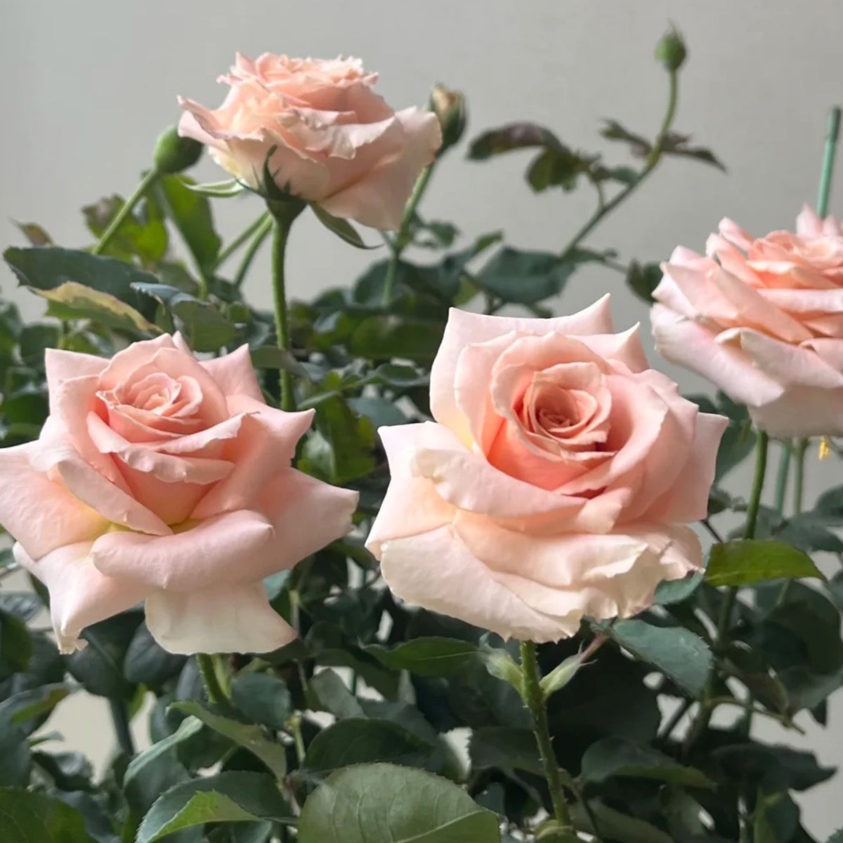 Dutch Florist Shrub Rose Inspired by Quicksand