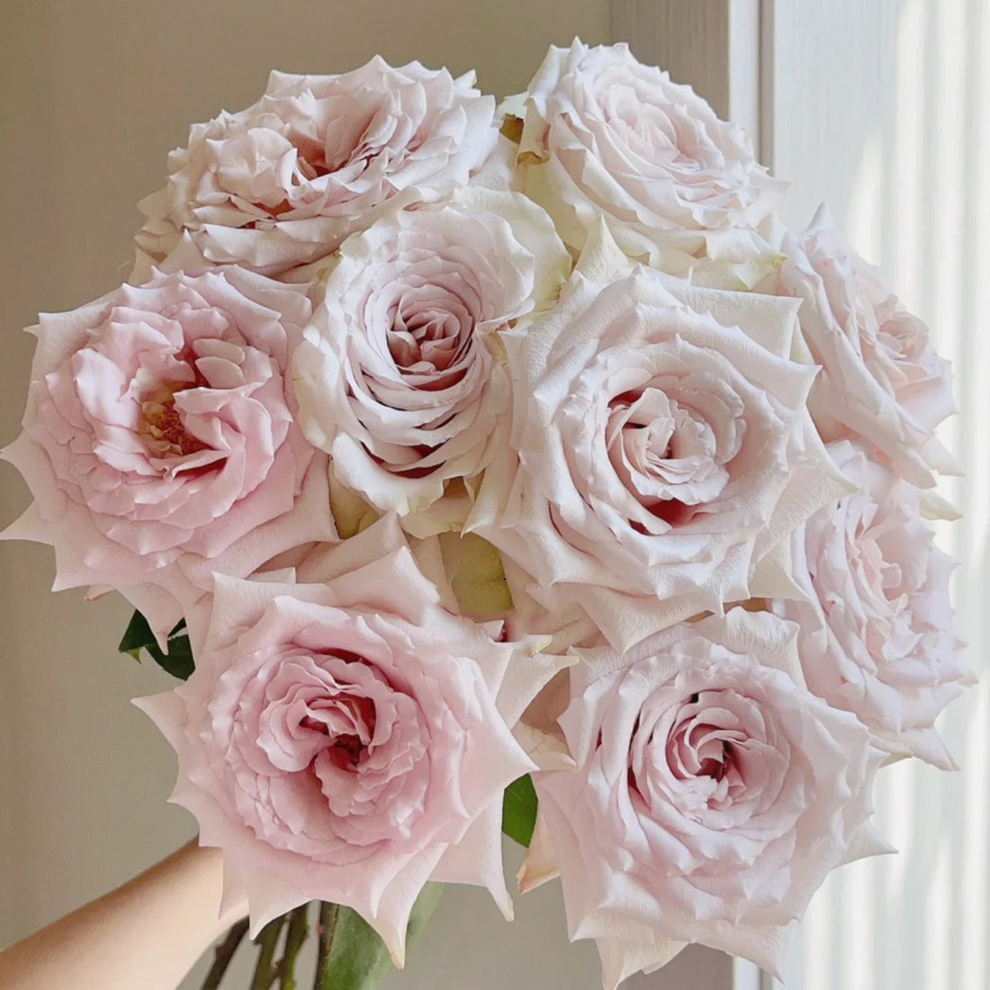 Dutch Florist Shrub Rose Inspired by Quicksand