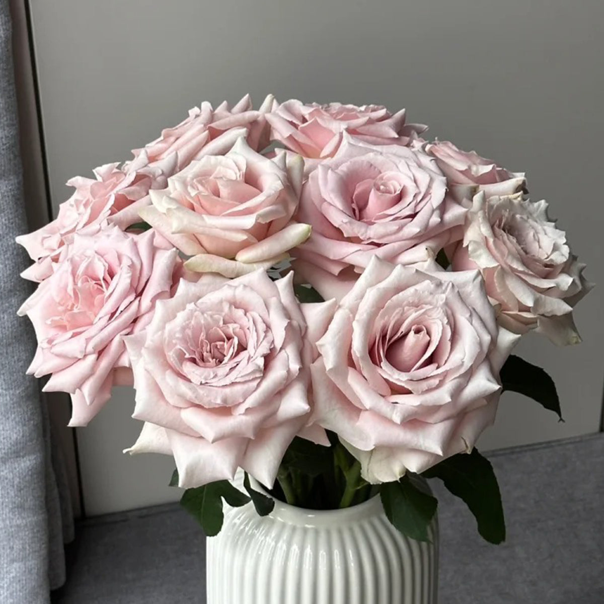 Dutch Florist Shrub Rose Inspired by Quicksand
