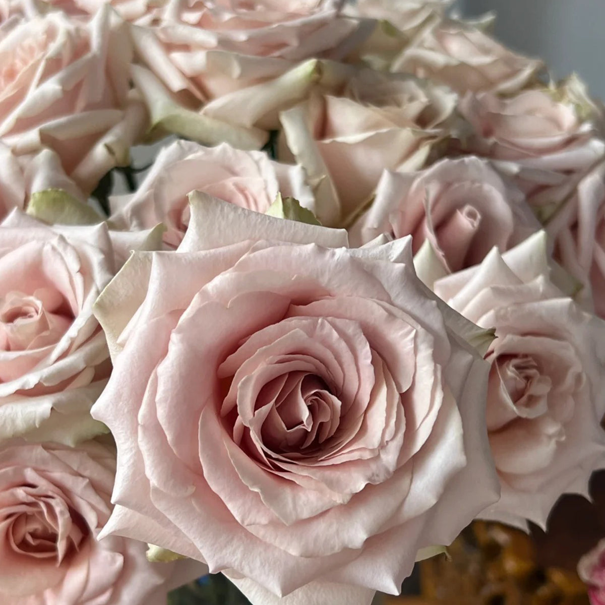 Dutch Florist Shrub Rose Inspired by Quicksand