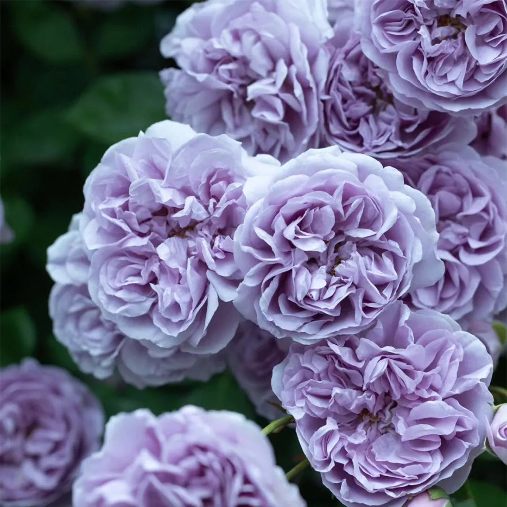 German Florist Climbing Rose Inspired by Rainy Blue