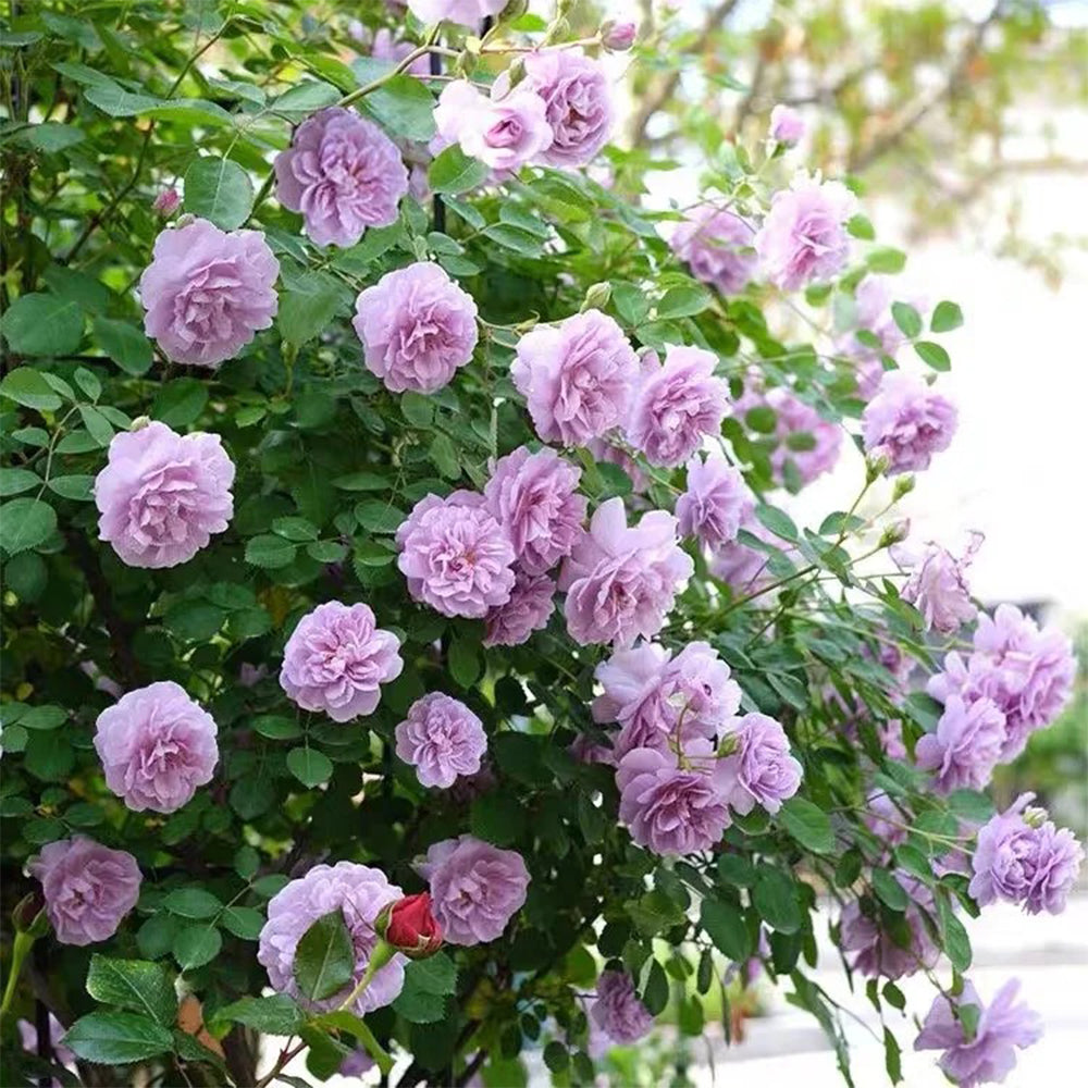 German Florist Climbing Rose Inspired by Rainy Blue