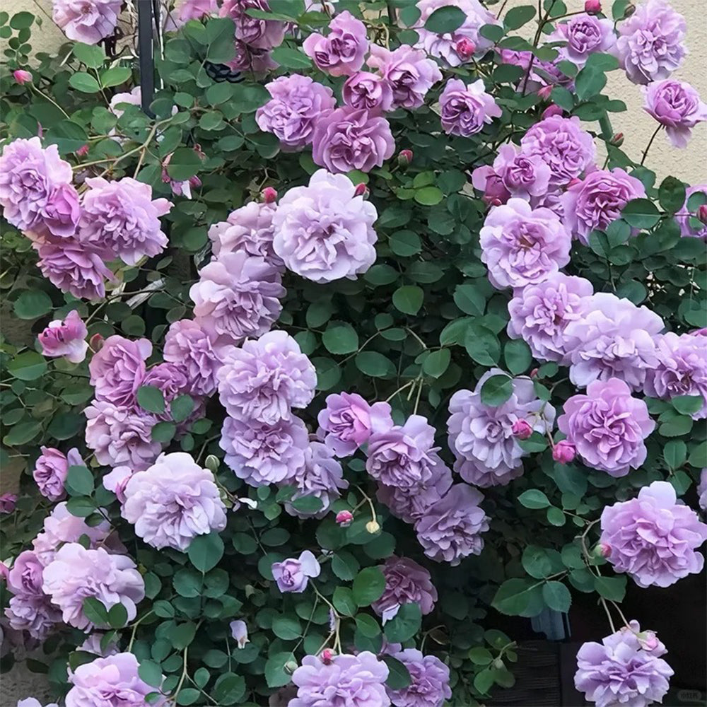 German Florist Climbing Rose Inspired by Rainy Blue