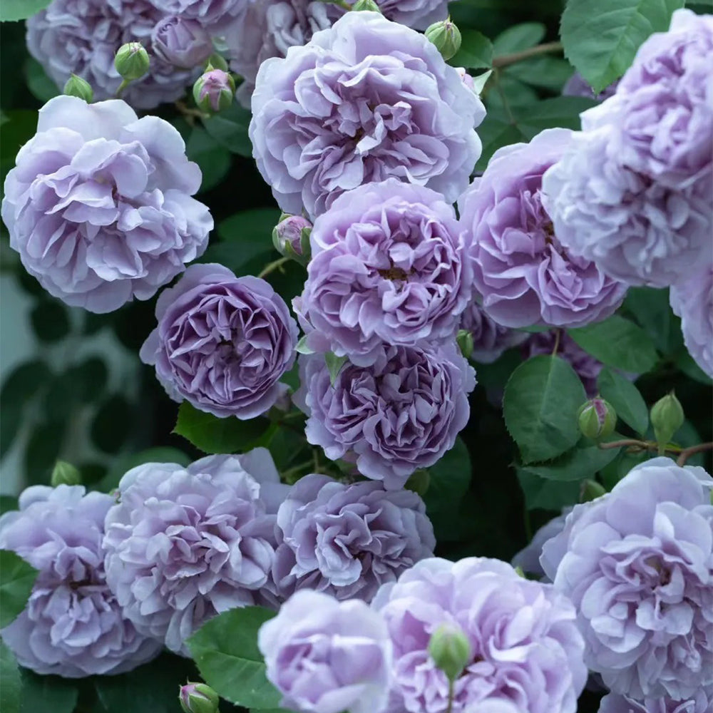German Florist Climbing Rose Inspired by Rainy Blue