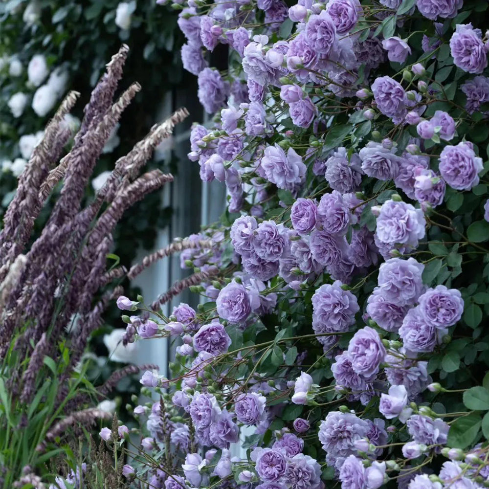 German Florist Climbing Rose Inspired by Rainy Blue