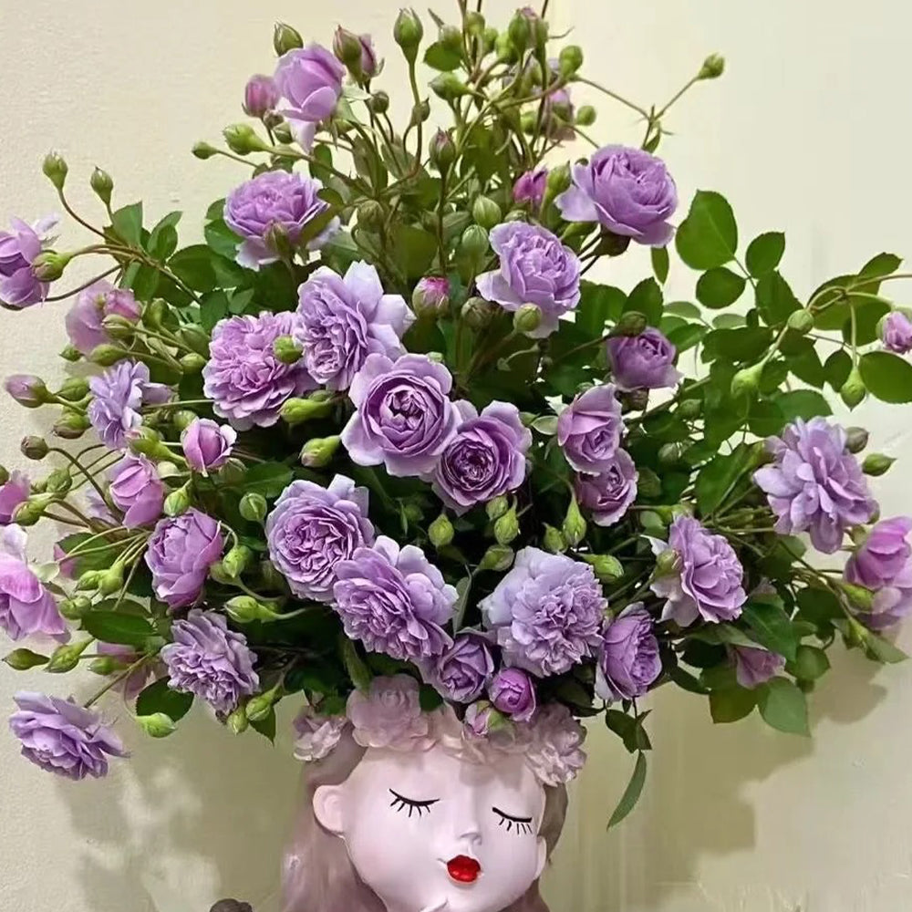 German Florist Climbing Rose Inspired by Rainy Blue