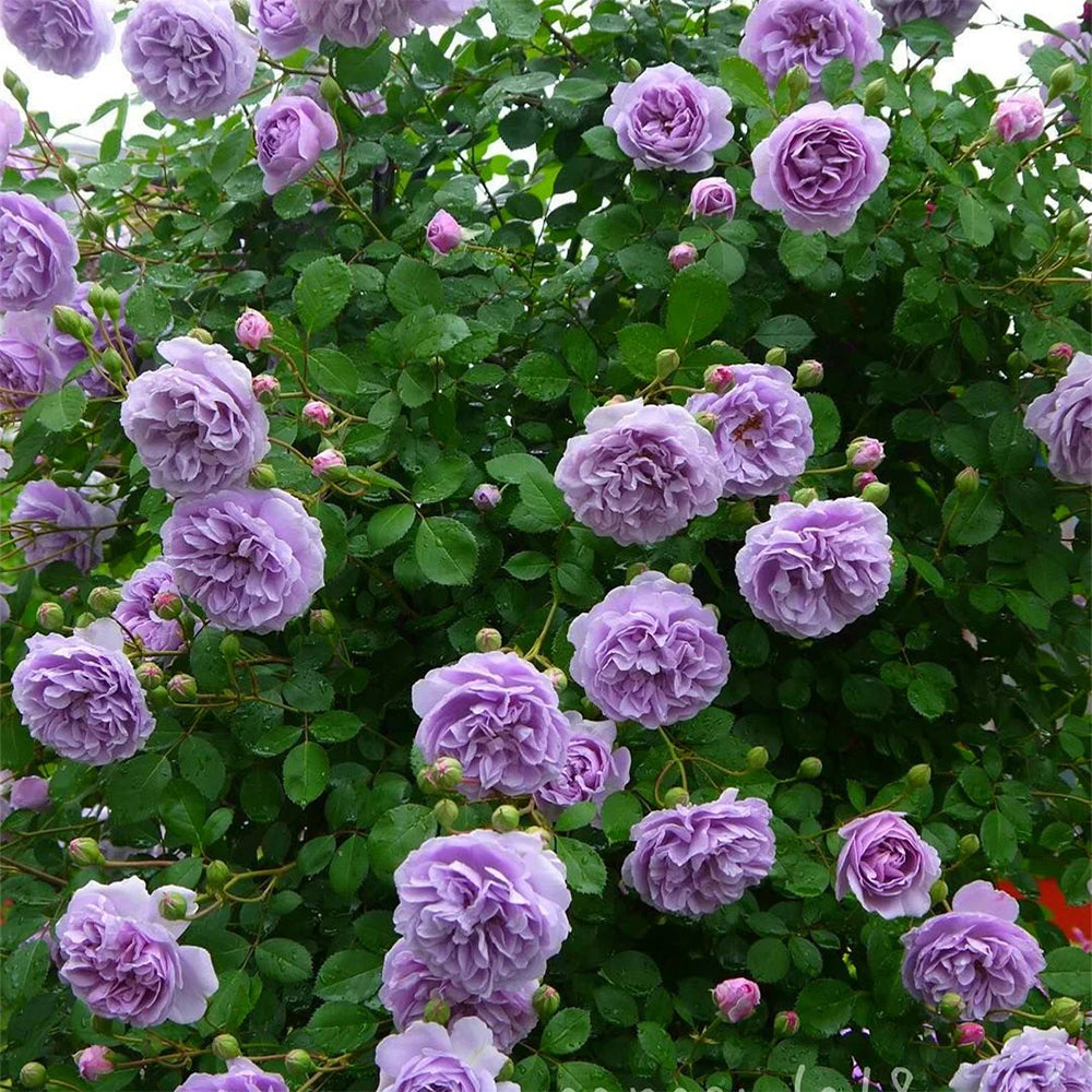 German Florist Climbing Rose Inspired by Rainy Blue