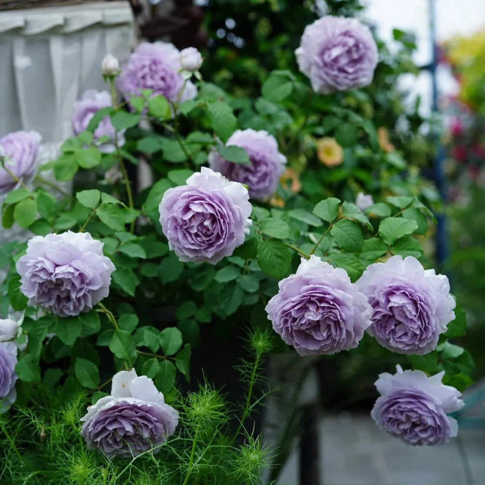 German Florist Climbing Rose Inspired by Rainy Blue