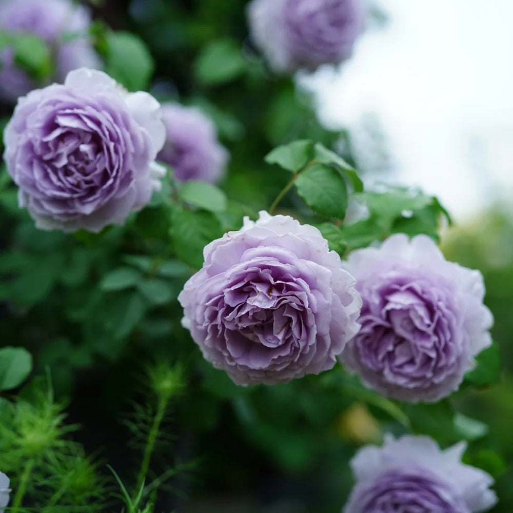 German Florist Climbing Rose Inspired by Rainy Blue