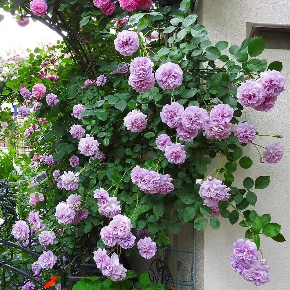 German Florist Climbing Rose Inspired by Rainy Blue