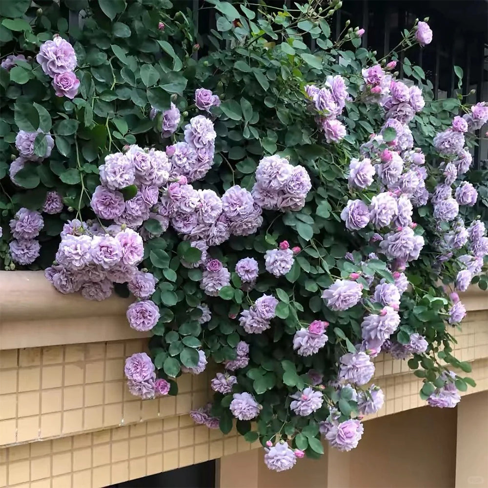 German Florist Climbing Rose Inspired by Rainy Blue