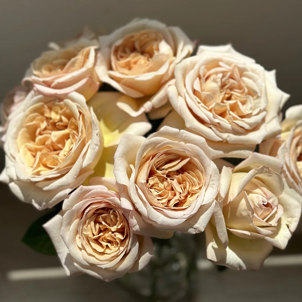 French Florist Shrub Rose Inspired by Rallye Des Gazelles