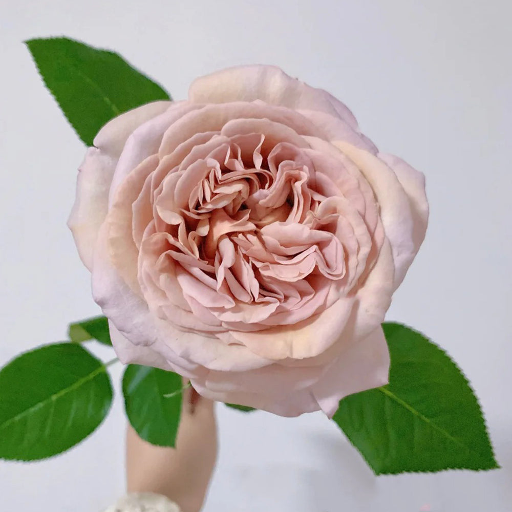 French Florist Shrub Rose Inspired by Rallye Des Gazelles