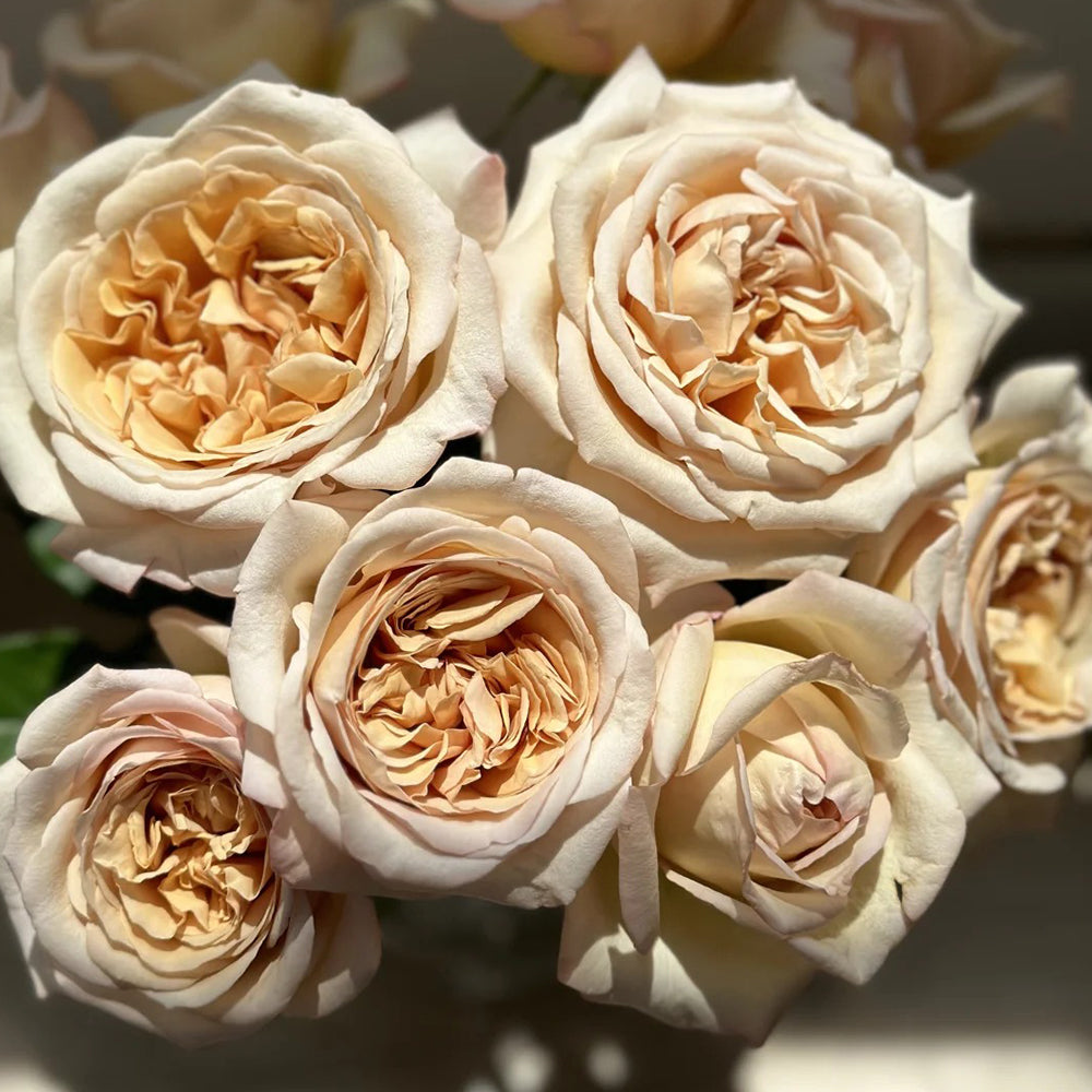 French Florist Shrub Rose Inspired by Rallye Des Gazelles