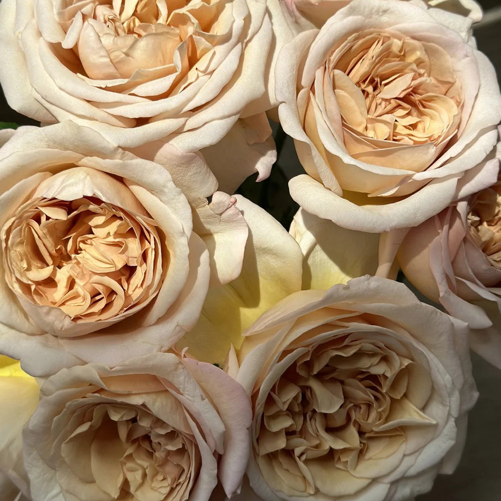 French Florist Shrub Rose Inspired by Rallye Des Gazelles