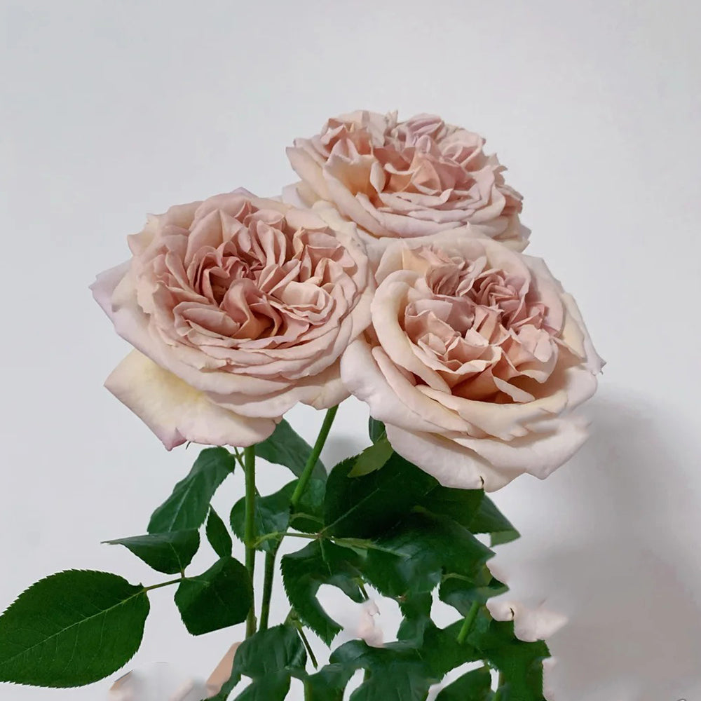 French Florist Shrub Rose Inspired by Rallye Des Gazelles