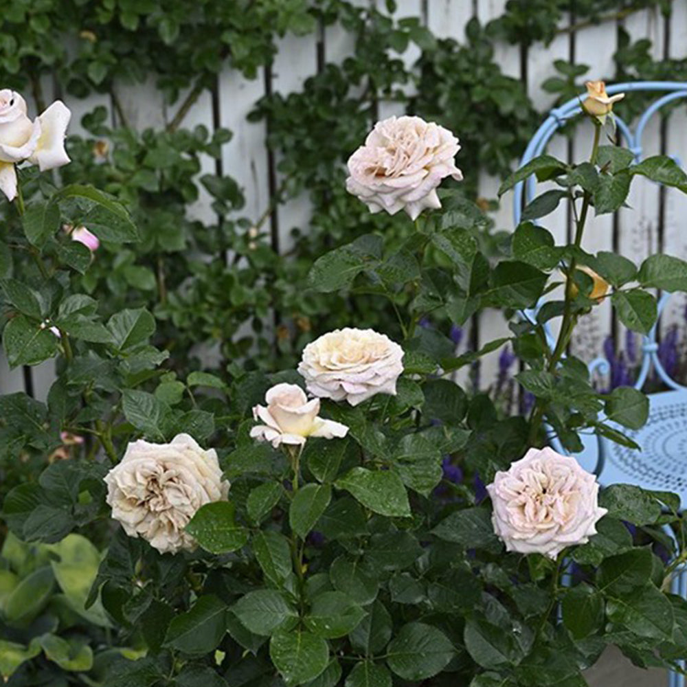 French Florist Shrub Rose Inspired by Rallye Des Gazelles