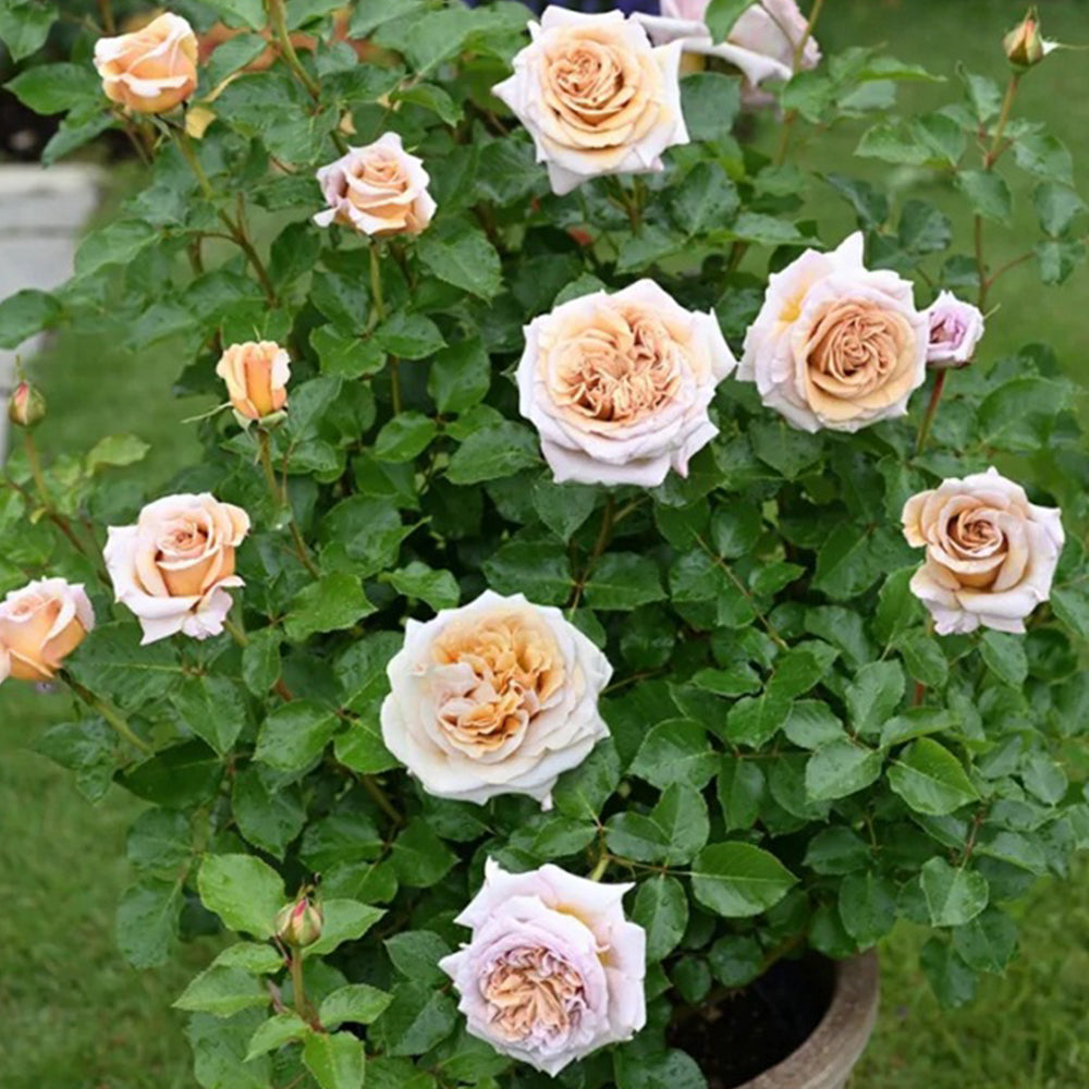 French Florist Shrub Rose Inspired by Rallye Des Gazelles