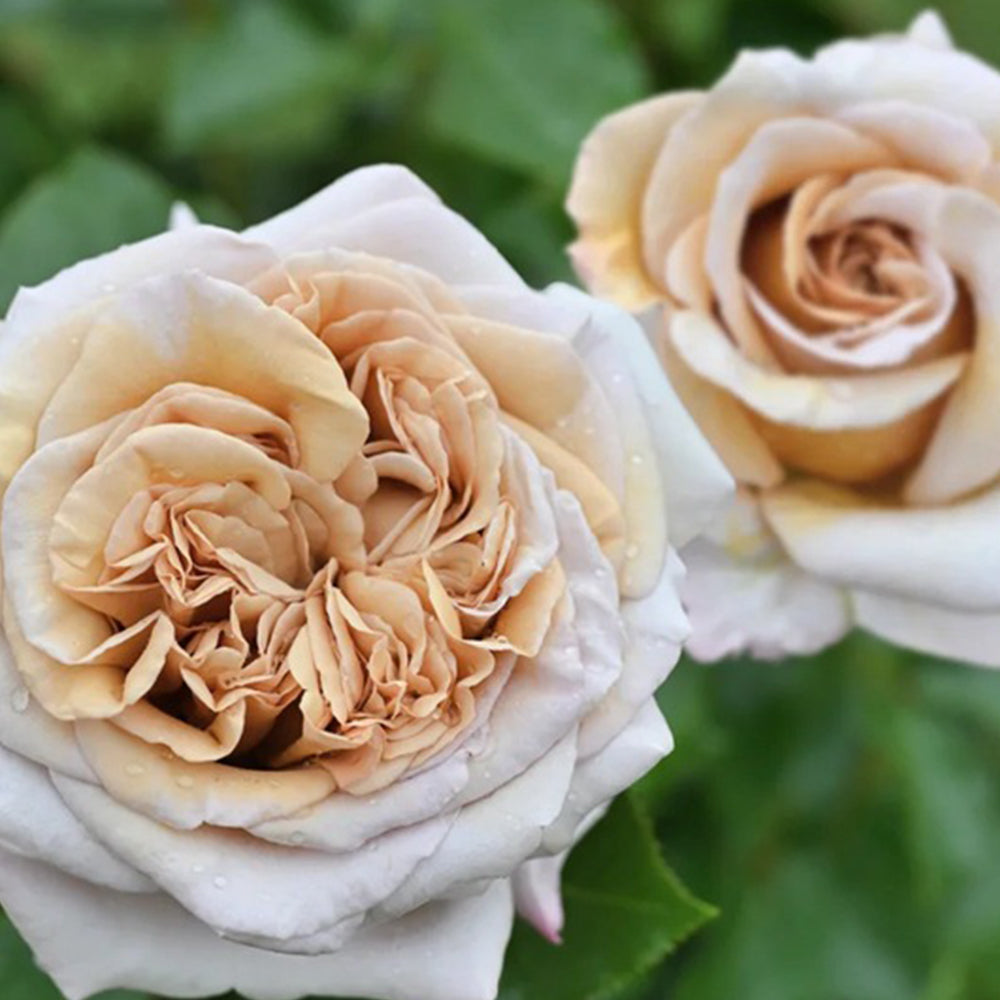 French Florist Shrub Rose Inspired by Rallye Des Gazelles