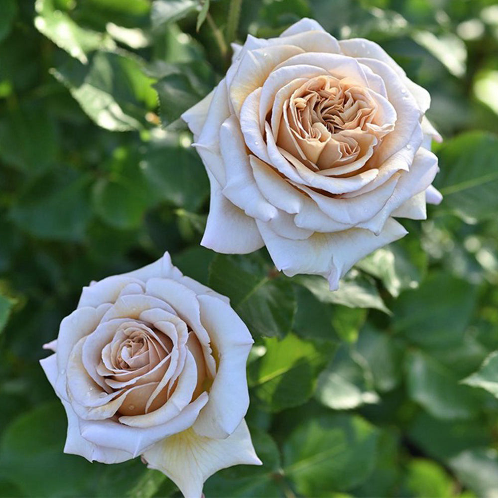 French Florist Shrub Rose Inspired by Rallye Des Gazelles