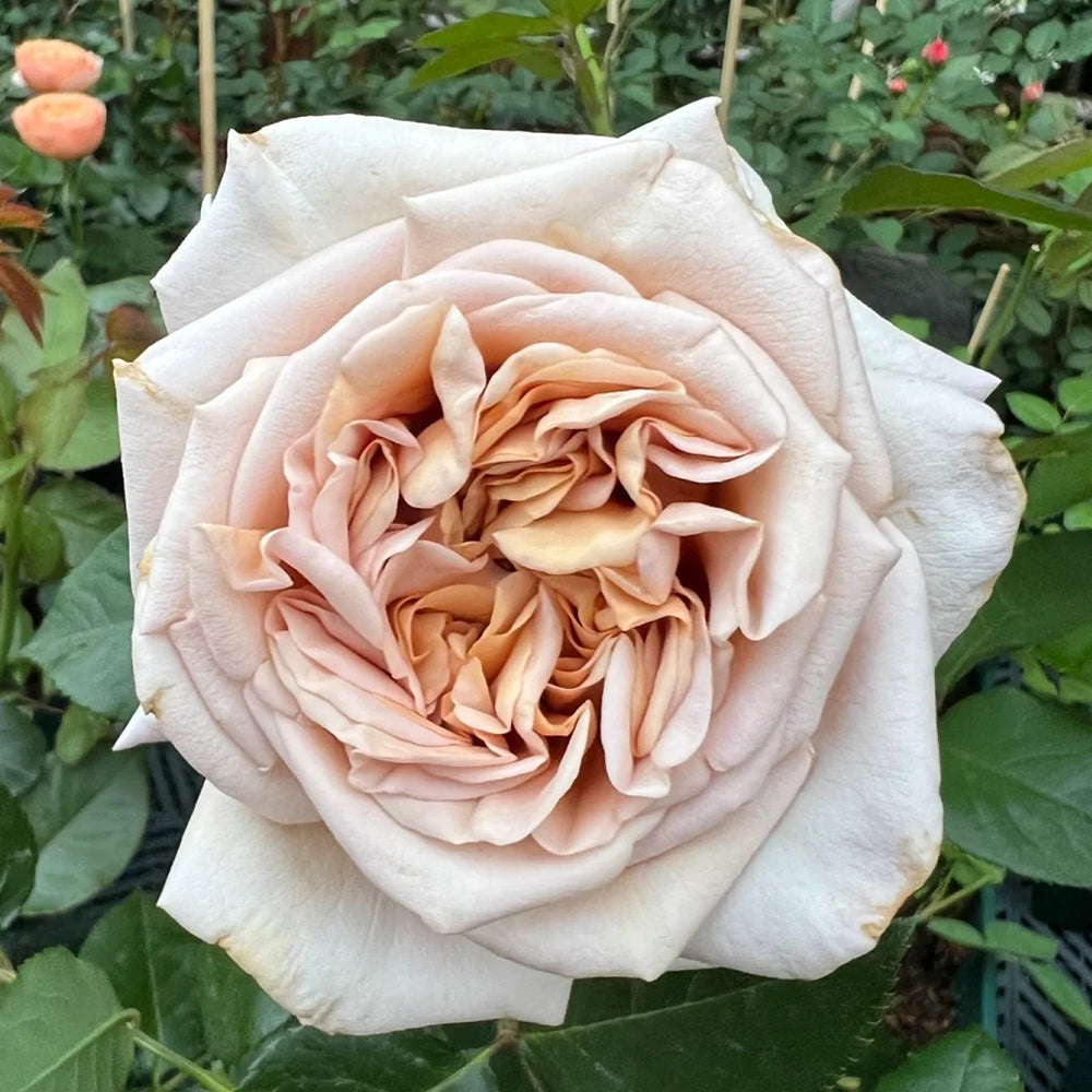 French Florist Shrub Rose Inspired by Rallye Des Gazelles