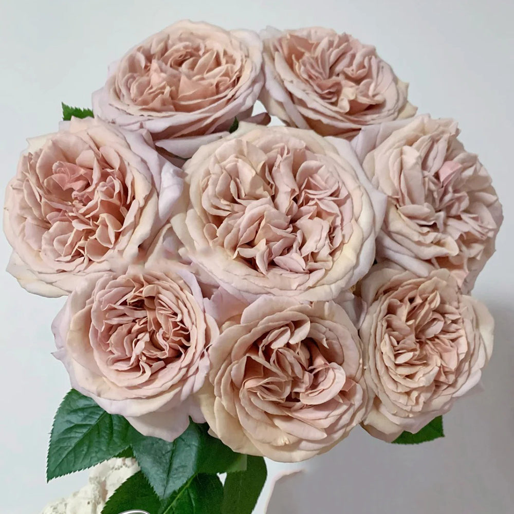 French Florist Shrub Rose Inspired by Rallye Des Gazelles