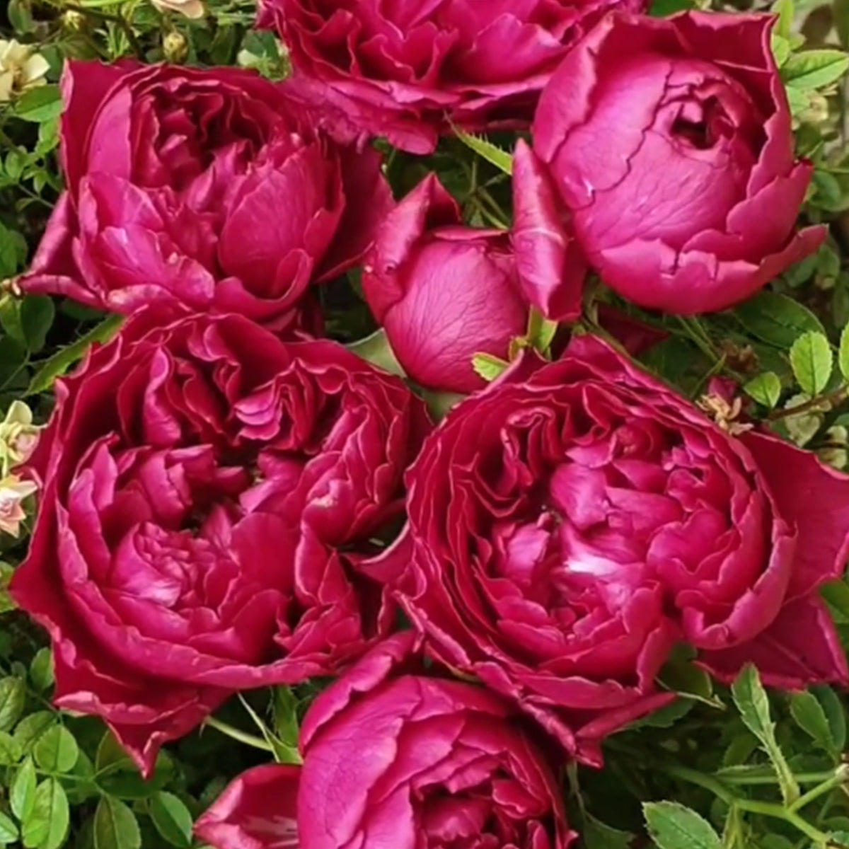 Raspberry Elegance Dutch Florist Shrub Rose