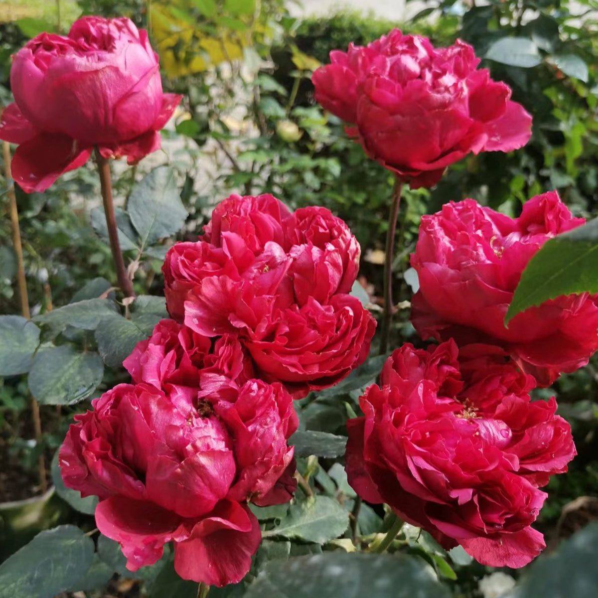 Raspberry Elegance Dutch Florist Shrub Rose