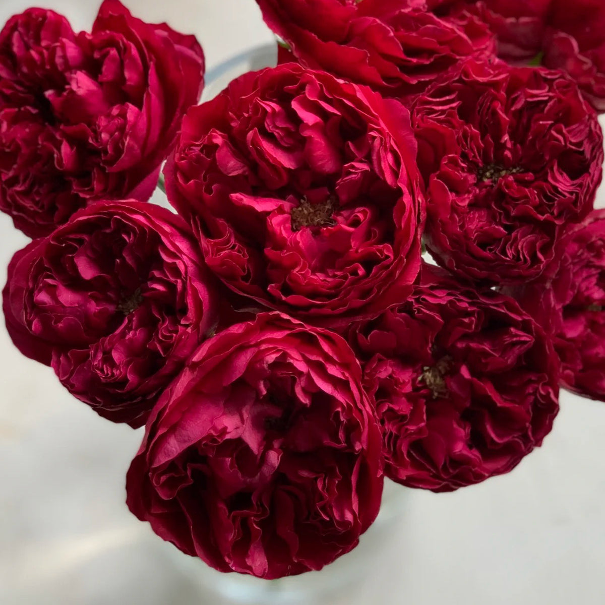 Raspberry Elegance Dutch Florist Shrub Rose