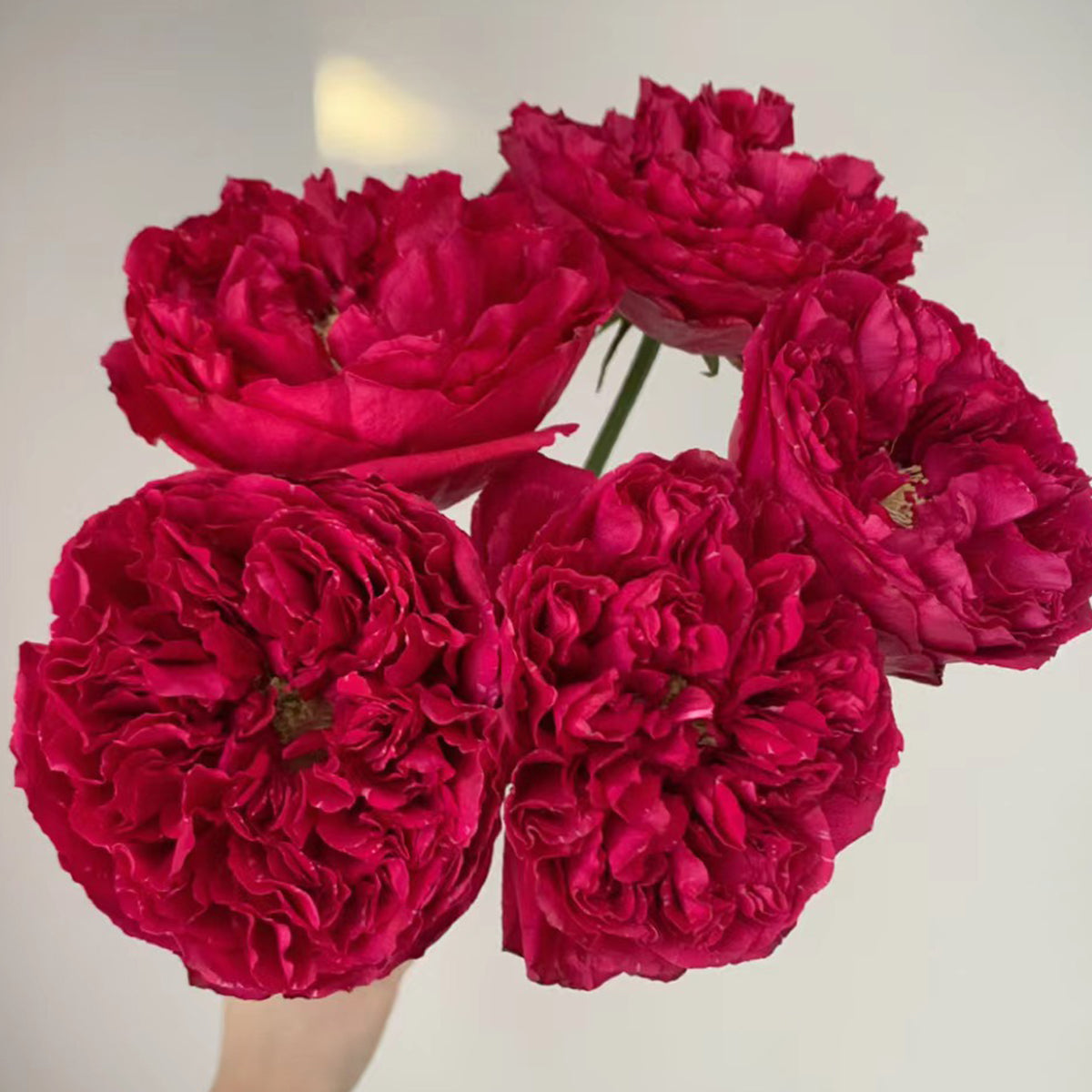Raspberry Elegance Dutch Florist Shrub Rose