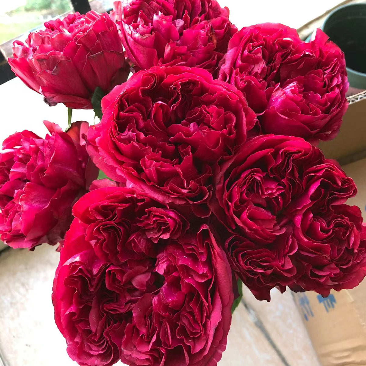 Raspberry Elegance Dutch Florist Shrub Rose