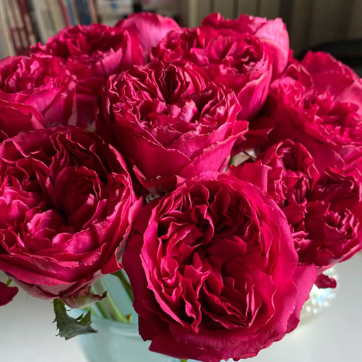 Raspberry Elegance Dutch Florist Shrub Rose