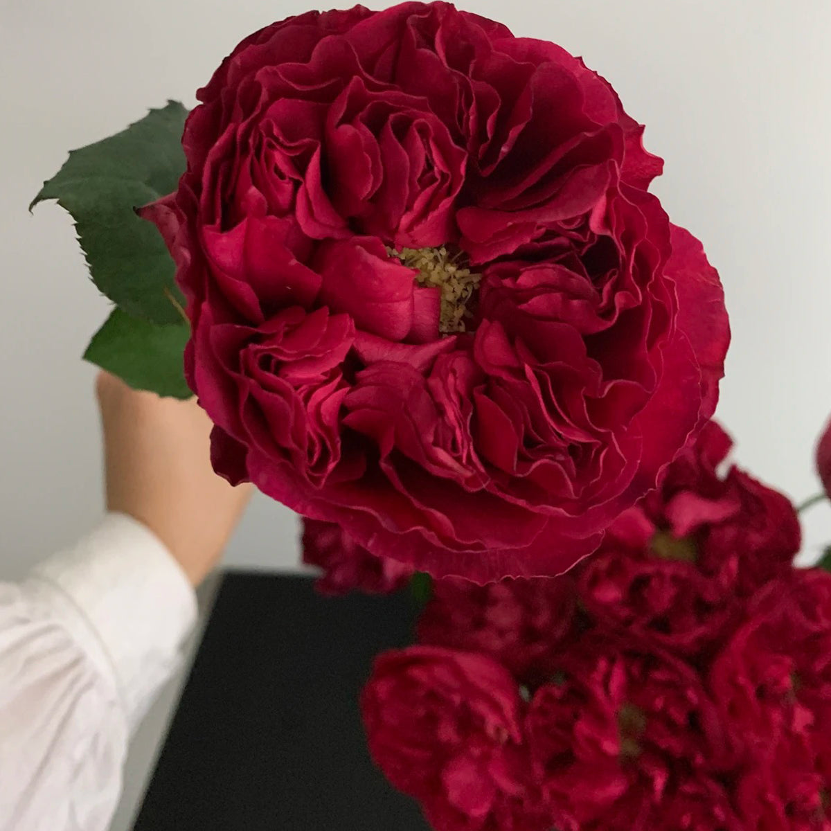 Raspberry Elegance Dutch Florist Shrub Rose