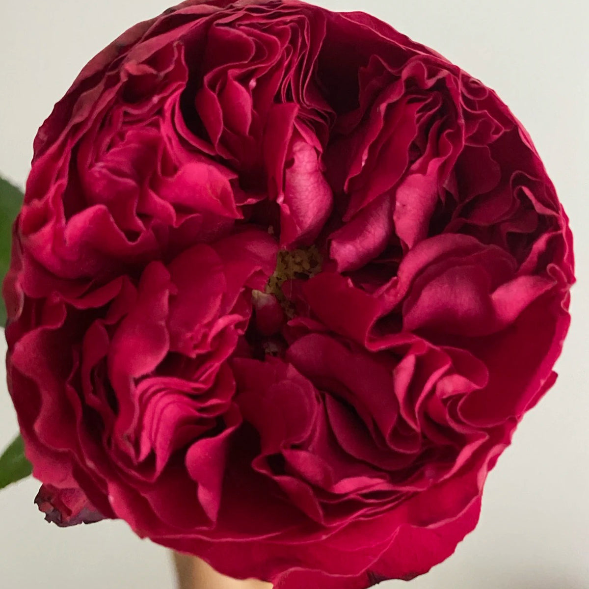 Raspberry Elegance Dutch Florist Shrub Rose