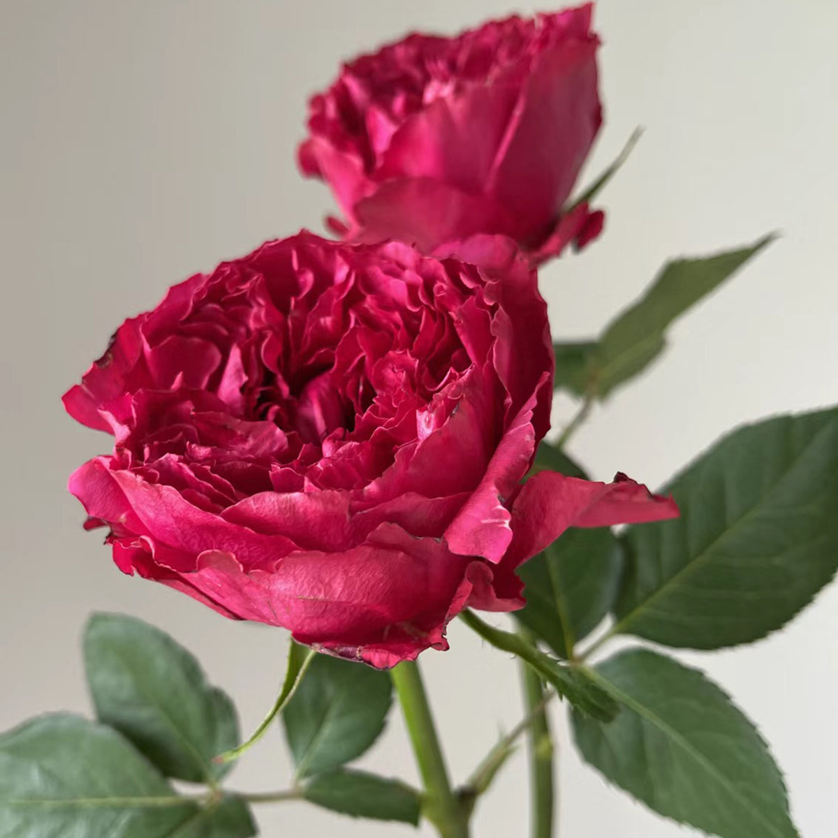 Raspberry Elegance Dutch Florist Shrub Rose