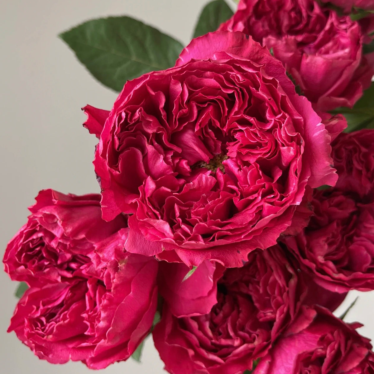 Raspberry Elegance Dutch Florist Shrub Rose